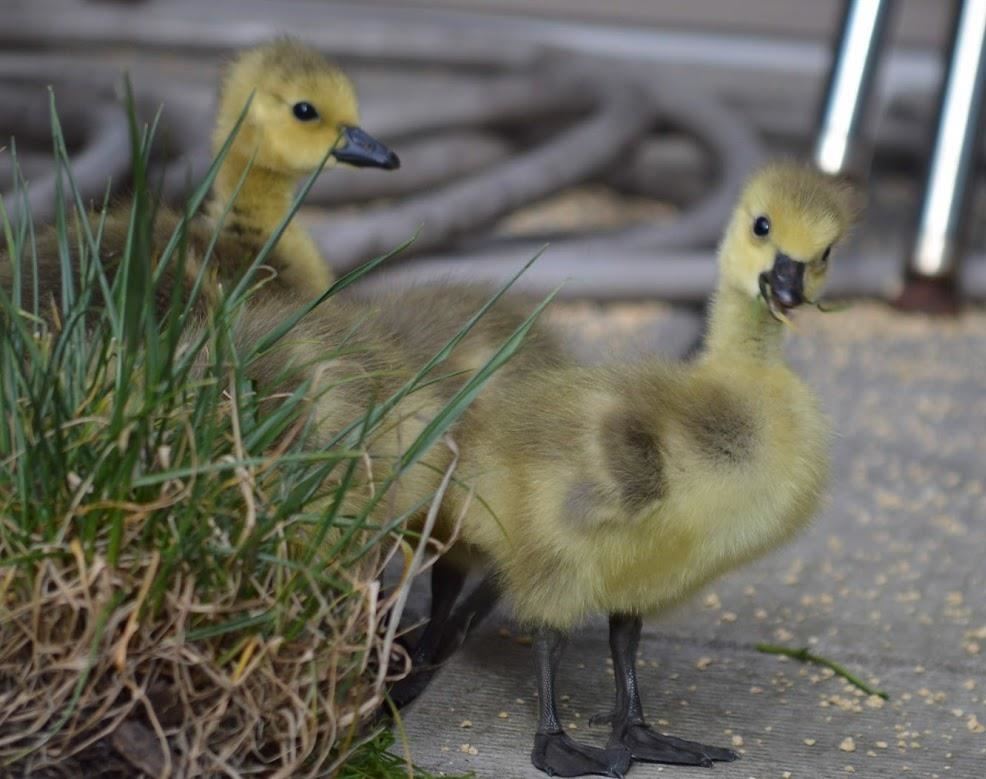 Goslings 